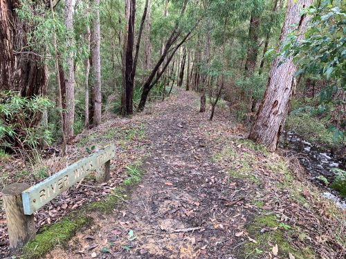 Path through the forest